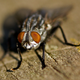 Illustration for article titled Even the Flies Inside Hospitals Carry Antibiotic-Resistant Bacteria